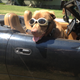 Illustration for article titled The Ten Best Cars For Dog Owners